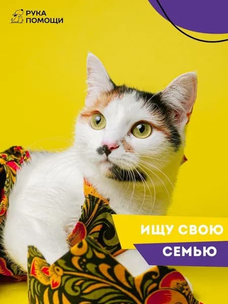 Помочь Виньете найти дом