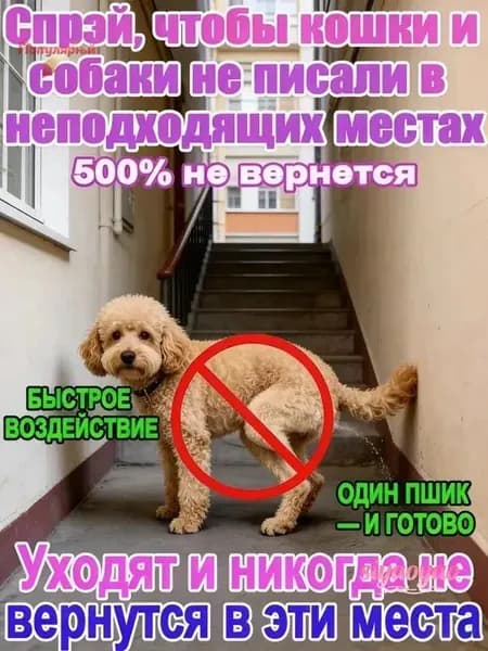 Отпугивающий спрей Антигрызин от кошек и собак: чтобы не гадили и не портили вещи. Эффективная защита дома от меток и царапания.