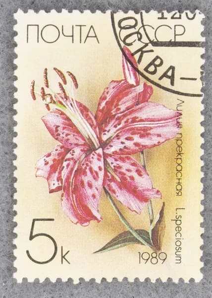 Почтовая марка "Лилия прекрасная (L. spesiosum)". Номинал 5 коп. СССР. 1989 год. (Загорский 5983)