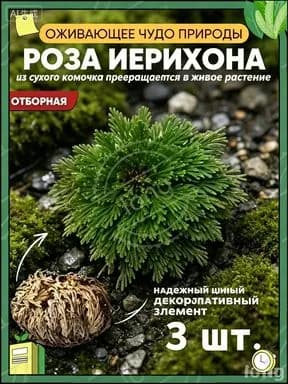Сухоцветы 5.01 см 3 шт белый