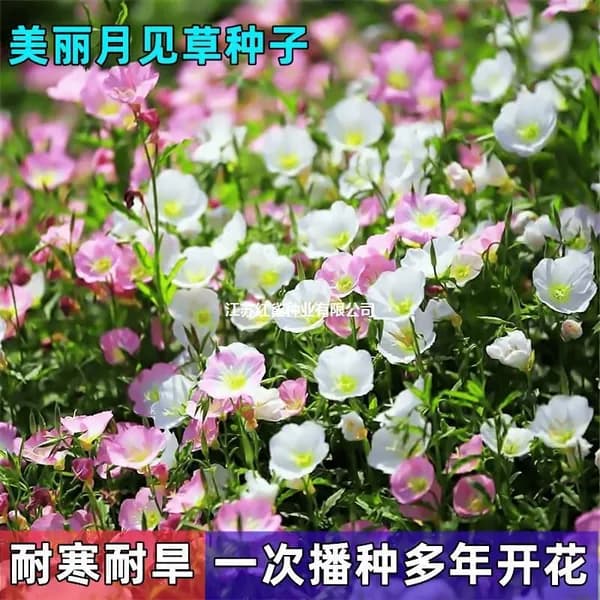 Семена энотеры красивой многолетние для балкона и газона