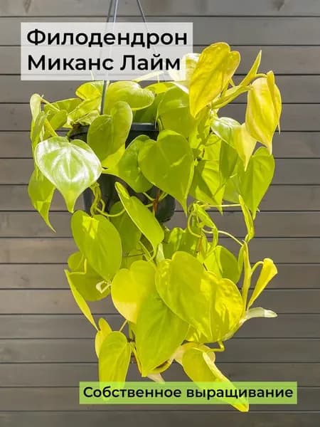 Филодендрон Сканденс Лимон Лайм