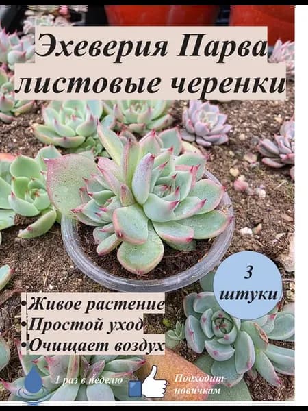 Эхеверия 'Парва' листовые черенки
