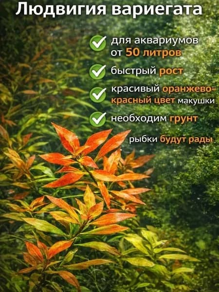 Людвигия Вариегата. Живое аквариумное растение