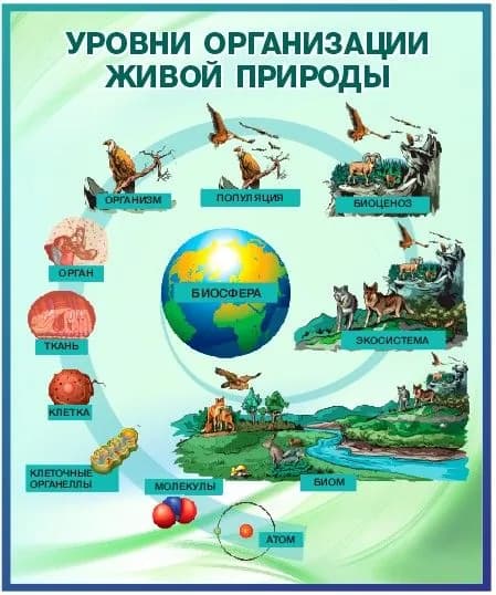 Таблица "Уровни организации живой природы Атом-биосфера" по биологии. Методические материалы для подготовки ЕГЭ, ОГЭ. Формат А4