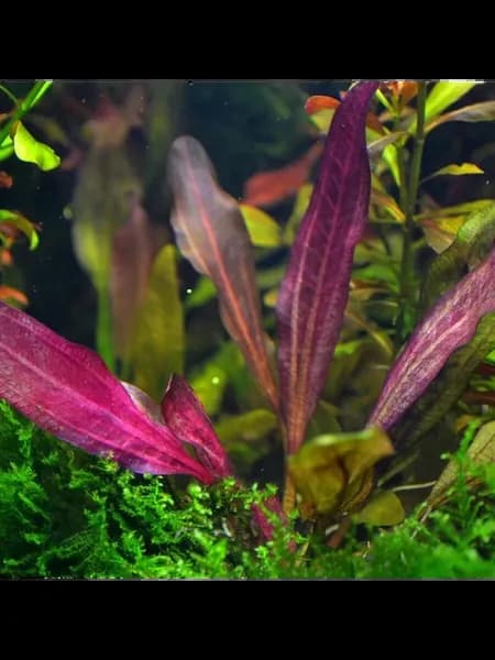 Эхинодорус Синусоид (Echinodorus Sinusoid)