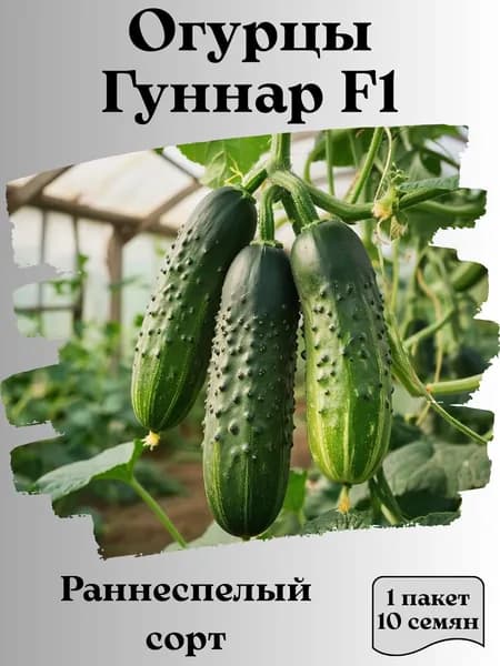 Огурцы ГУНАР F1, семена, 10 шт., 15 гр.