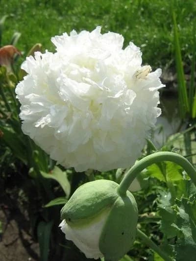 Мак пионовидный, семена, многолетний