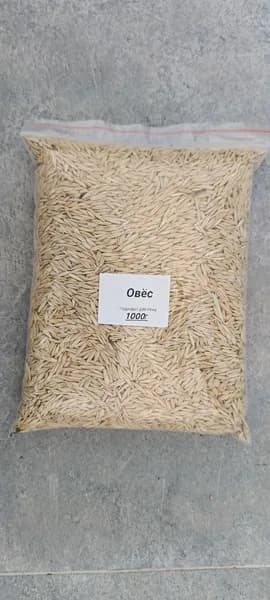 Овёс