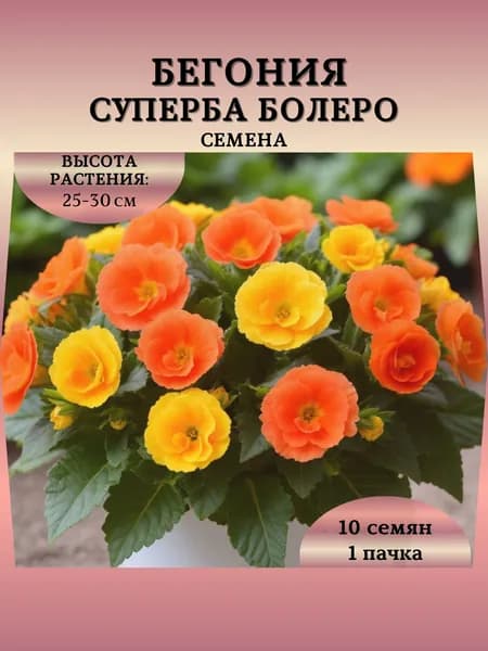 Семена Бегонии "Суперба Болеро", 10 семян
