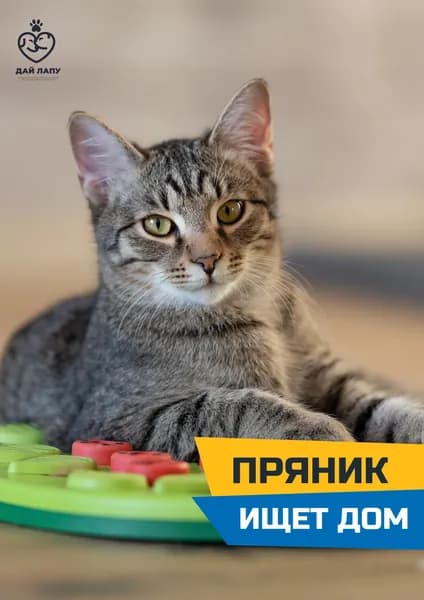 Помочь Прянику найти дом