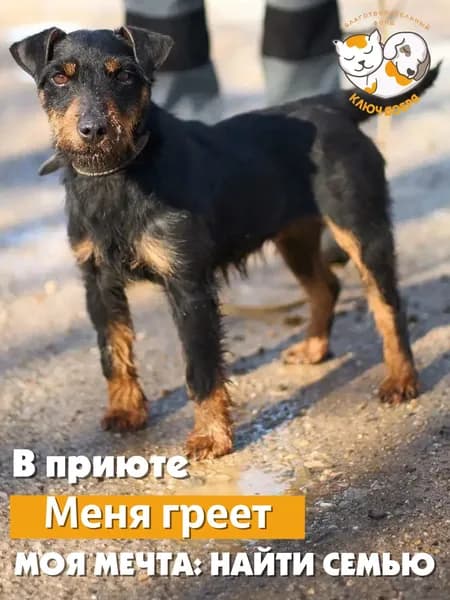 Помочь собаке Ягодке найти дом