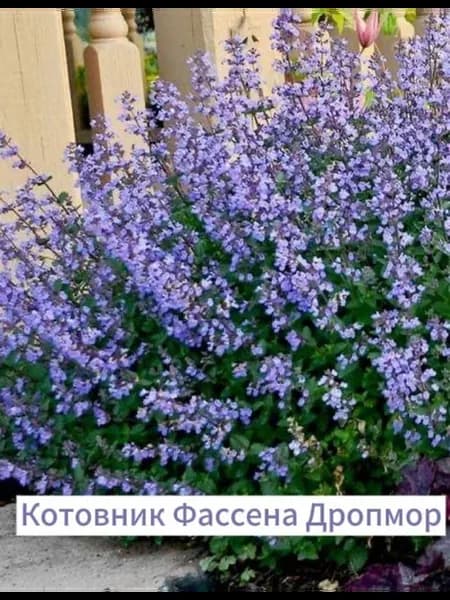 Котовник Фассена Дропмор саженец в горшочке