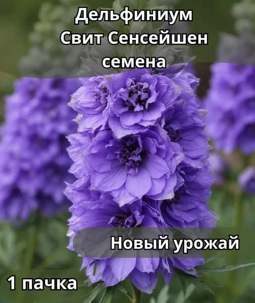 Дельфиниум Свит Сенсейшен, семена 10шт