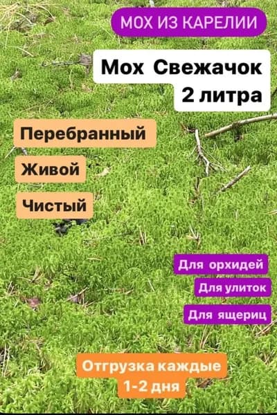 Мох