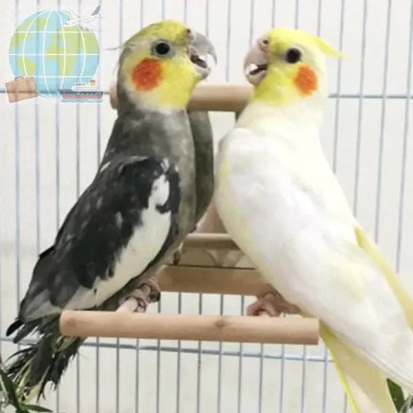 Игрушка для животных