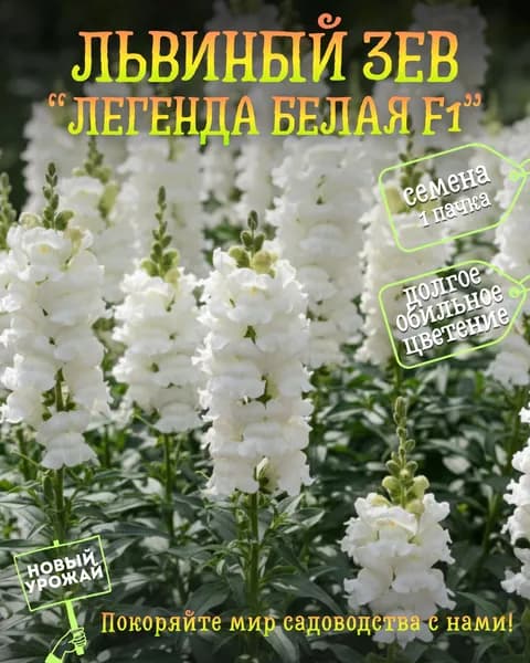 Львиный зев (антирринум) Легенда белая F1, семена, 10 шт.