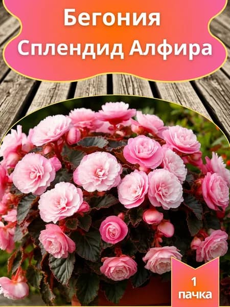 Бегония Сплендид Алфира (семена)