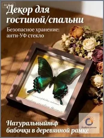 Насекомое для коллекции