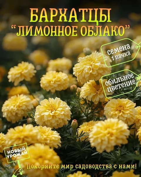 Бархатцы Лимонное облако, семена, 10 шт.