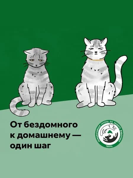 Благотворительный сертификат Инициативной группы по защите животных