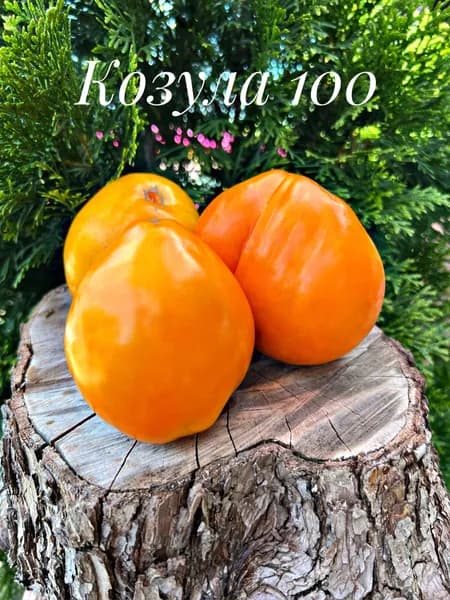 Коллекционные семена томата Козула 100