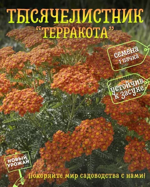 Тысячелистник Терракота, семена, 10 шт.
