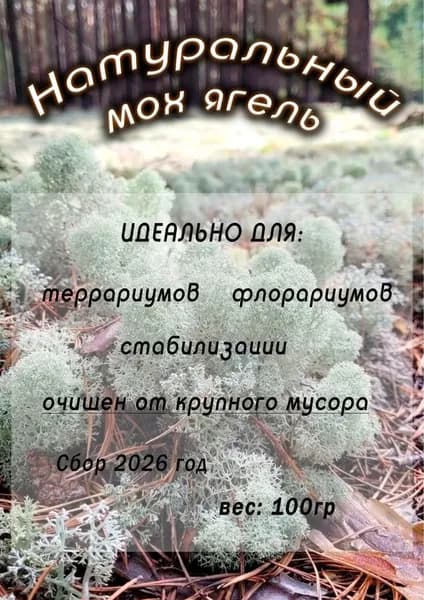мох ягель живой