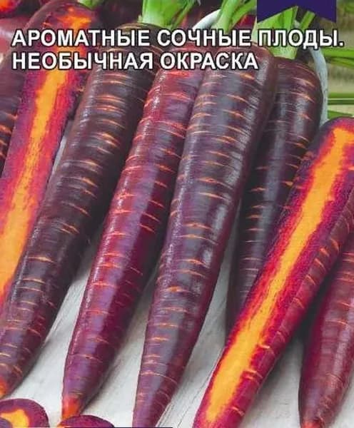 Коллекционные семена моркови Чурчхела Фиолетовая