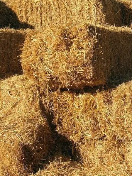 Солома овсяная Звериная дача тюк 90х35х40см вес 17 кг Свежий Урожай