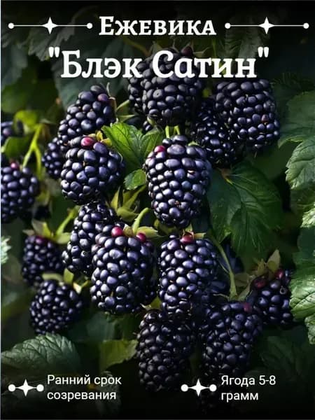 Ежевика саженец морозостойкая без шипов сладкая Блэк Сатин