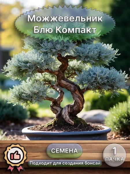 Можжевельник Блю Компакт, семена 10 шт (бонсай)