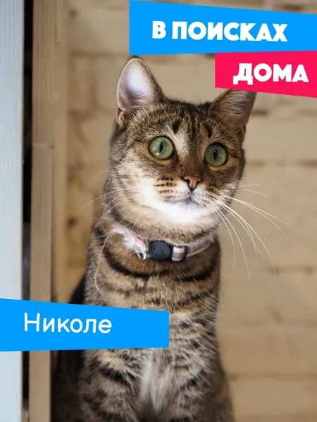 Помочь кошечке Николе найти дом