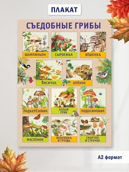 Плакат Съедобные грибы, для детей