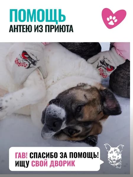Помочь Антею найти дом