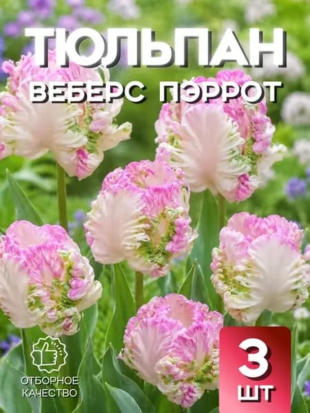 Тюльпан Веберс Пэррот 3шт