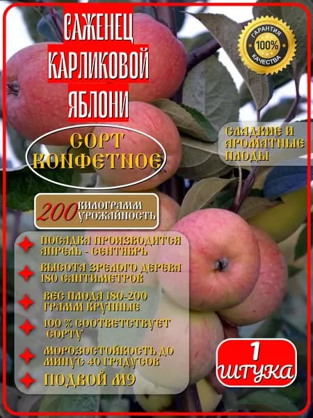 Яблоня карликовая Конфетная саженец 1ШТ