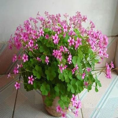 Рассада кислицы садовой многолетней красный клевер