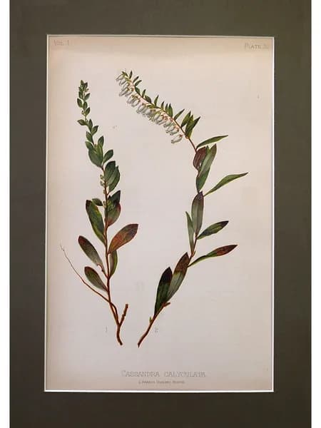 Ботаническая антикварная иллюстрация Cassandra calyculata. Томас Михан, США 1880 год.