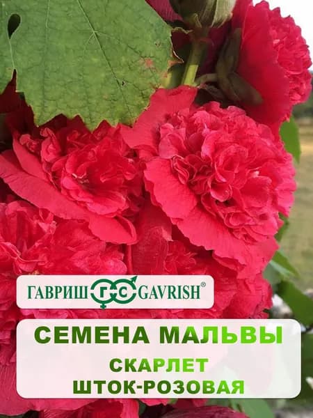 Семена Мальвы "Скарлет" 0,1 гр.