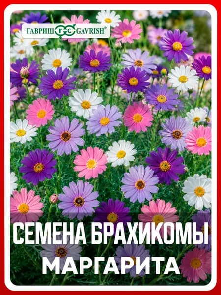 Семена Брахикома "Маргарита" 0,02 гр, однолетние цветы для дачи, сада и огорода, клумбы, в открытый грунт, на рассаду, цветы из семян в домашних условиях.