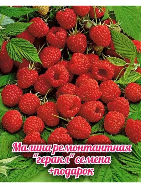 Семена