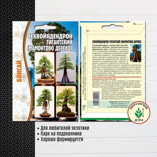 Секвойядендрон гигантский (Мамонтово дерево), семена экзотических хвойных растений для бонсай, 5 шт