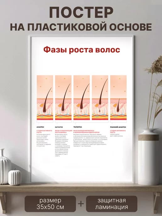 Плакат Фазы роста волос