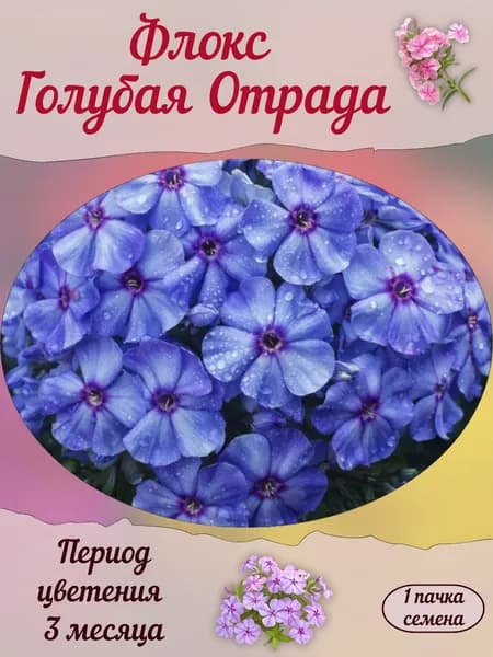 Флокс Голубая Отрада, семена, 10 шт.