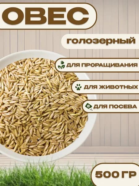 Овес голозерный для проращивания 500гр