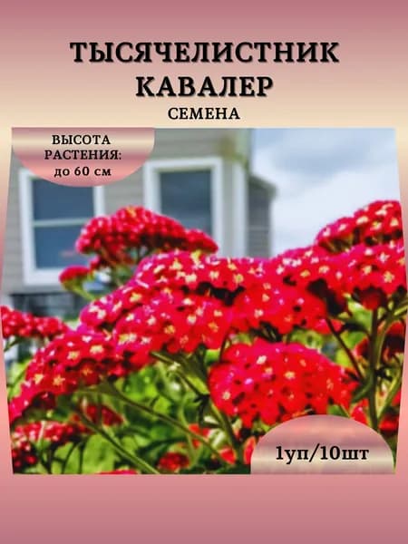 Тысячелистник "Кавалер" семена, 1 пачка