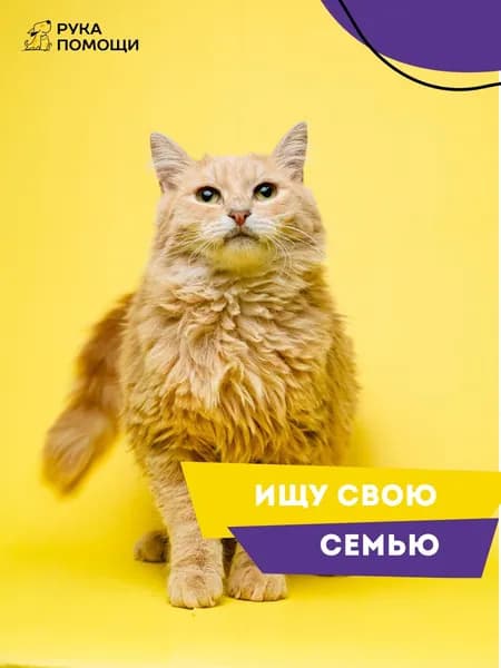 Помочь Пинцету найти дом