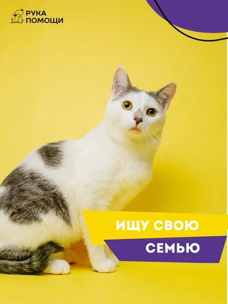 Помочь Ирви найти дом
