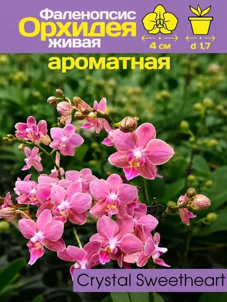 Орхидея живая подросток ароматная